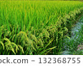 Rice ripens 132368755
