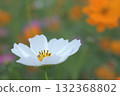 Soothing white cosmos among yellow and orange flowers 132368802