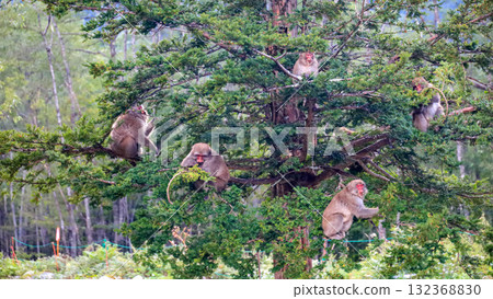 Autumn in the Northern Alps, the road to Karasawa Cirque, Yokoo Campground, a landscape with monkeys 132368830