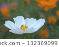 What appears to be a yellow pin stuck into the center of a cosmos flower is 132369099