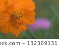 Orange cosmos 132369131