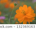 Orange cosmos blooming towards the sky 132369163