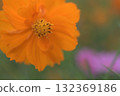 Orange cosmos blooming alongside pink flowers 132369186