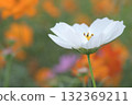 White cosmos blooming in a cosmos field Orange cosmos 132369211
