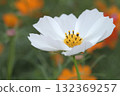 The white cosmos blooming among orange and red flowers is exquisite. 132369257