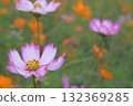 Cosmos flowers with a lovely combination of white and pink 132369285