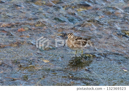 The surface of a clear stream and a Common Sandpiper 132369323