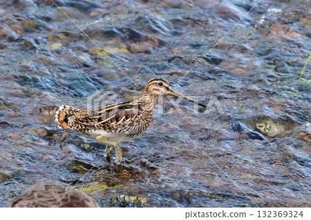 清澈的溪水和一隻磯鷸 132369324