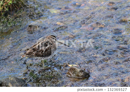 The surface of a clear stream and a Common Sandpiper 132369327