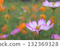 Cosmos flowers with long, thin stems that are always swaying 132369328