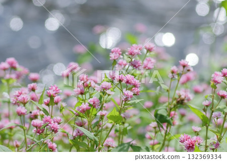 Pink flowers blooming along the river Pink flowers blooming along the river 132369334