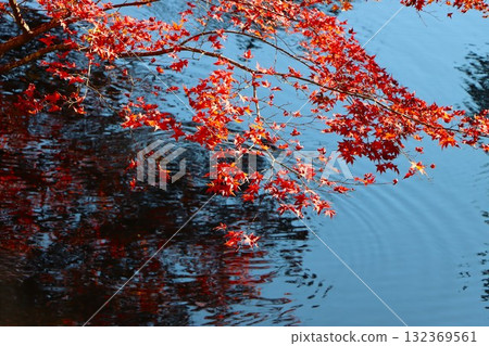 The yellow leaves reflected on the water surface give a feeling of autumn. The yellow leaves reflected on the water surface give a feeling of autumn. 132369561