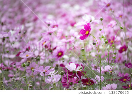 Colorful cosmos field 132370635