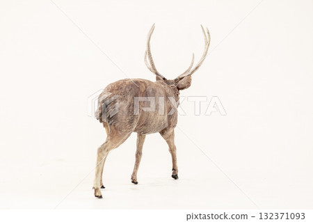 deer animal on isolated background deer animal on isolated background 132371093