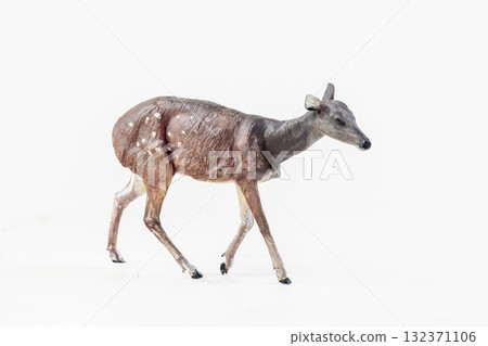 deer animal on isolated background deer animal on isolated background 132371106