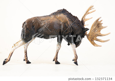 reindeer animal on isolated background reindeer animal on isolated background 132371134