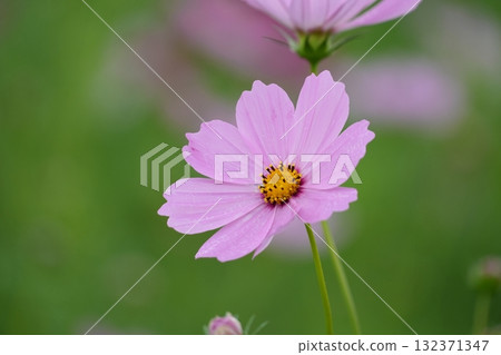 Pink cosmos 132371347