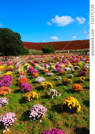 Kokia of the state-owned Hitachihama Beach Park Kokia of the state-owned Hitachihama Beach Park 132371526