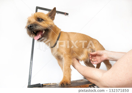 A trimmer woman who trims and cuts a dog pet 132371850