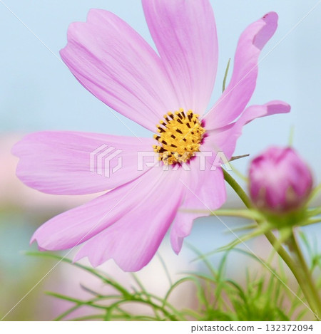 美麗的粉紅色波斯菊在藍天的襯托下閃閃發光 美麗的粉紅色波斯菊在藍天的襯托下閃閃發光 132372094