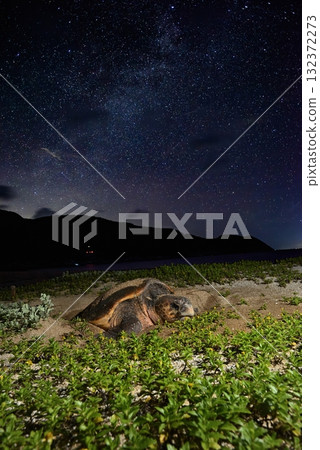 Loggerhead turtle ① (Kagoshima Prefecture) Loggerhead turtle ① (Kagoshima Prefecture) 132372273