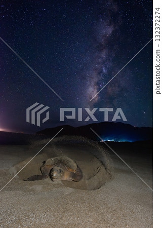 Loggerhead turtle ② (Kagoshima Prefecture) Loggerhead turtle ② (Kagoshima Prefecture) 132372274