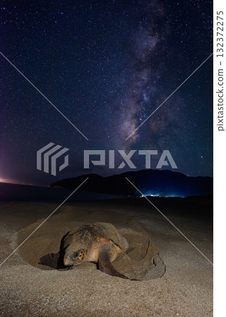 Loggerhead turtle ③ (Kagoshima Prefecture) Loggerhead turtle ③ (Kagoshima Prefecture) 132372275
