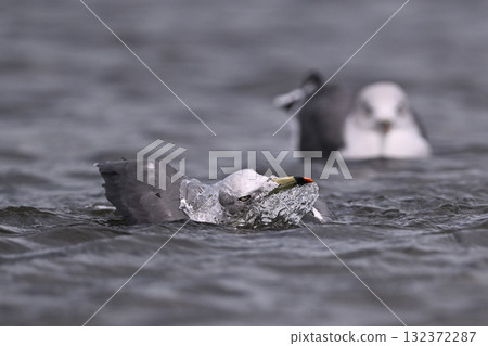 Black-tailed Gull② (Chiba Prefecture) Black-tailed Gull② (Chiba Prefecture) 132372287