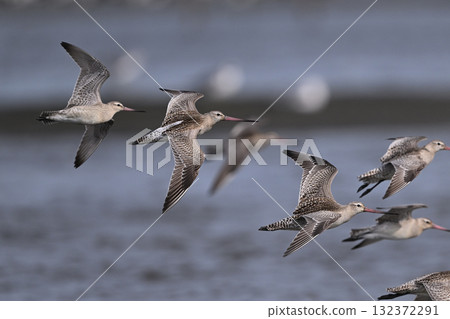 Bar-tailed Godwit 27 (Chiba Prefecture) Bar-tailed Godwit 27 (Chiba Prefecture) 132372291