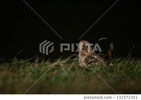 Short-eared owl 27 (Hokkaido) Short-eared owl 27 (Hokkaido) 132372301