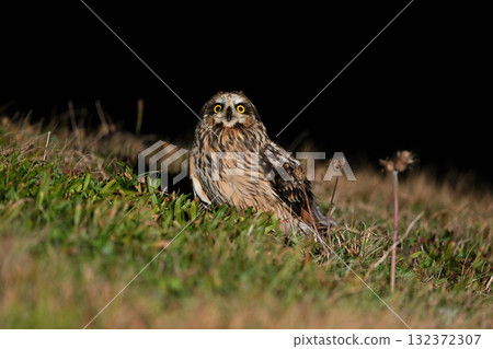 短耳鴞（北海道） 132372307