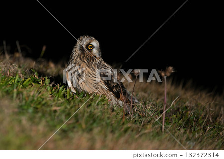 Short-eared owl (Hokkaido) Short-eared owl (Hokkaido) 132372314