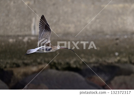Curlew ① (Chiba Prefecture) Curlew ① (Chiba Prefecture) 132372317