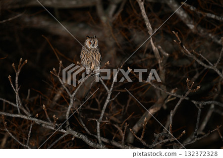 Long-eared Owl 105 (Hokkaido) Long-eared Owl 105 (Hokkaido) 132372328