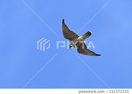 遊隼(北海道) 遊隼(北海道) 132372335