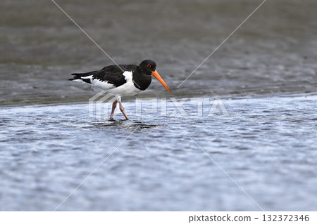 蠣鷸 22(千葉縣) 蠣鷸 22(千葉縣) 132372346