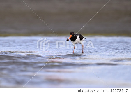 Oystercatcher 22 (Chiba Prefecture) Oystercatcher 22 (Chiba Prefecture) 132372347