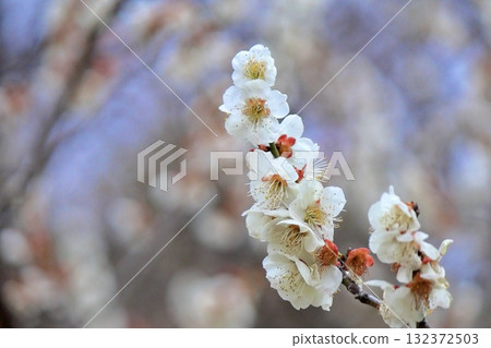 Plum blossoms have begun to bloom, signaling the arrival of spring Plum blossoms have begun to bloom, signaling the arrival of spring 132372503
