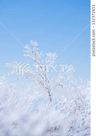 Trees covered in frost - Winter scenery Trees covered in frost - Winter scenery 132372651