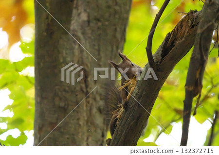 Hokkaido squirrel stripping bark from a tree 132372715