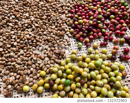 Fresh coffee cherries in vibrant red and yellow hues alongside dried coffee beans displayed on a woven bamboo tray, showing the natural coffee processing stages from fruit to bean 132372903