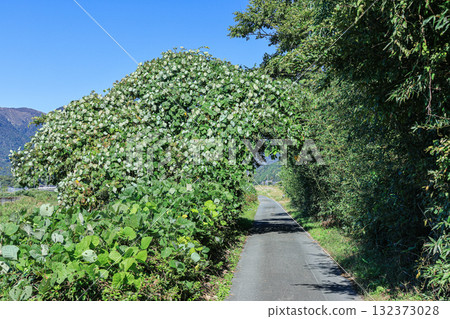 Cycling road along the Chiuchi River in Makino Town, Tunnel of Vines, Takashima City, Shiga Prefecture 132373028