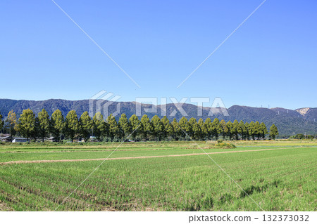 滋賀縣高島市牧野町千內川沿岸的水杉樹 滋賀縣高島市牧野町千內川沿岸的水杉樹 132373032