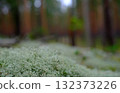 A beautiful macro, close-up shot of pale green reindeer moss Cladonia rangiferina, showcasing its intricate, coral-like, and spongy texture. 132373226