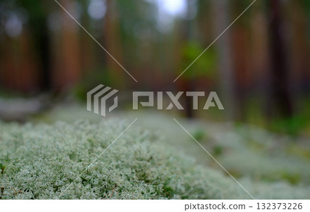 A beautiful macro, close-up shot of pale green reindeer moss Cladonia rangiferina, showcasing its intricate, coral-like, and spongy texture. A beautiful macro, close-up shot of pale green reindeer moss Cladonia rangiferina, showcasing its intricate, coral-like, and spongy texture. 132373226