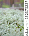 A beautiful macro, close-up shot of pale green reindeer moss Cladonia rangiferina, showcasing its intricate, coral-like, and spongy texture. 132373227