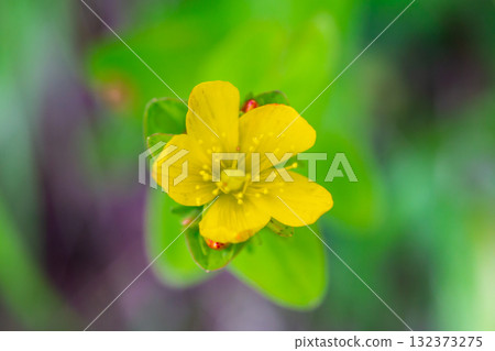 A colony of Shinano Togiri (Shinano Otogiri) in Hijirizawa. Also known as Miyama Togiri. Climbing Mt. Hijiri in the Southern Alps. 132373275