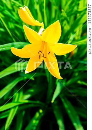 Daylilies (Nikko yellow sedges) and Zentika (Zen garden flowers) growing in clusters at Seihei. Climbing Mount Hijiri in the Southern Alps. Daylilies (Nikko yellow sedges) and Zentika (Zen garden flowers) growing in clusters at Seihei. Climbing Mount Hijiri in the Southern Alps. 132373277