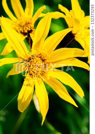Marubadakebuki (Marubadake butterbur) growing in colonies on Mt. Hijiri. Climbing Mt. Hijiri in the Southern Alps 132373293