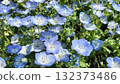 Blue Nemophila 132373486